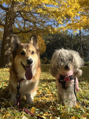 あっさりとポル